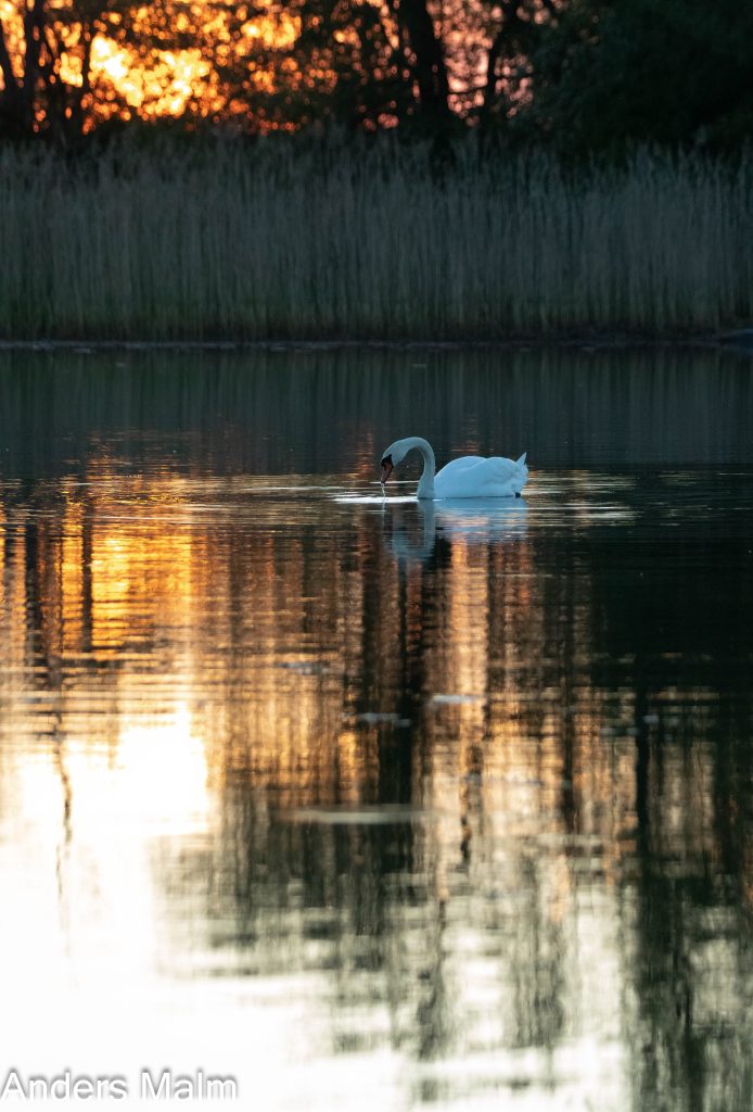 _10A2815-Redigera-sharpen-motion (3)