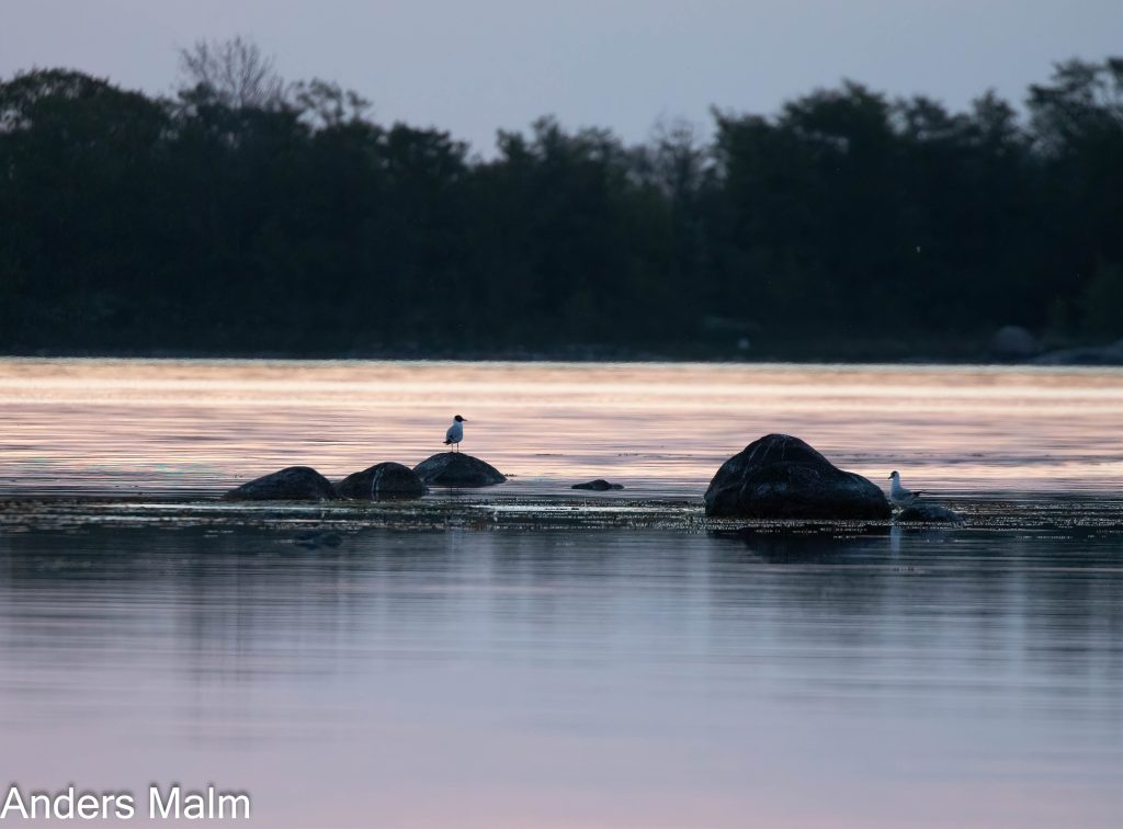 _10A2834_1-Redigera-sharpen-focus