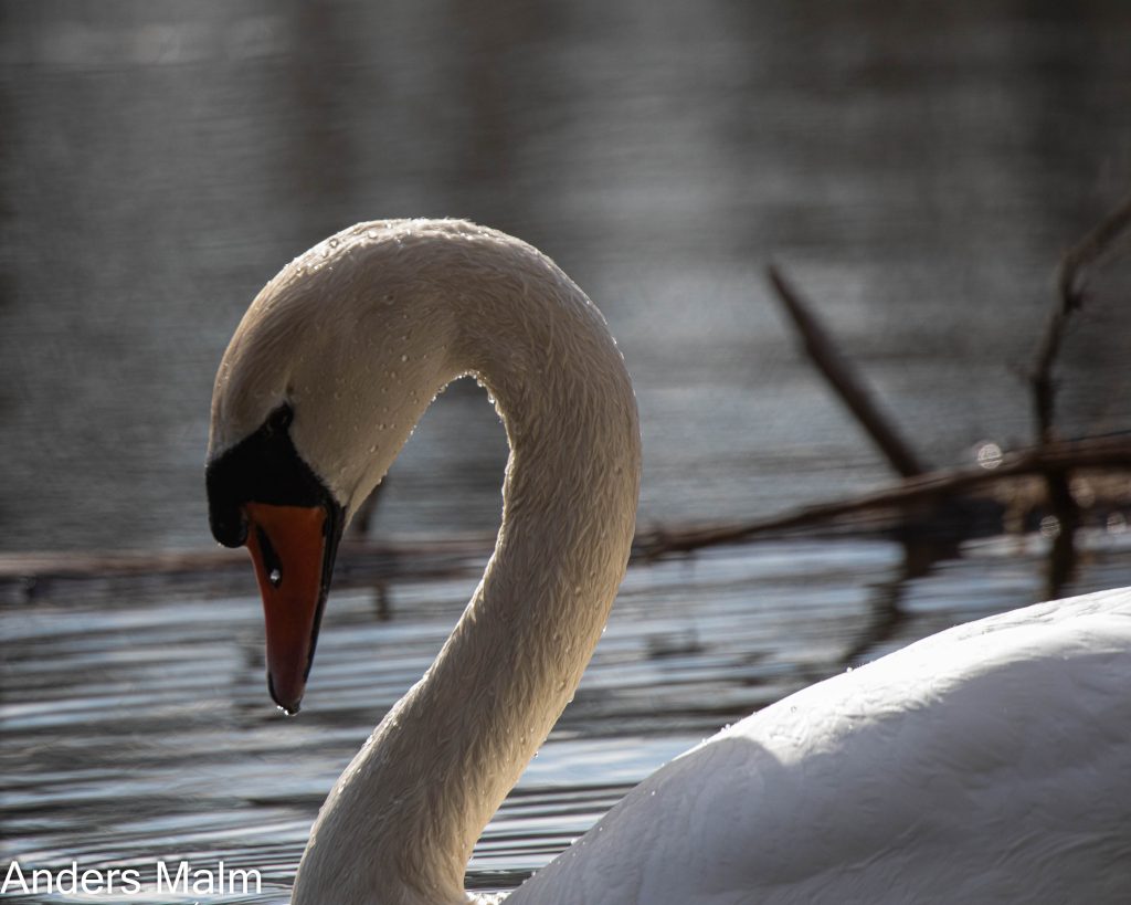 _10A5656_1-Redigera-2-Redigera