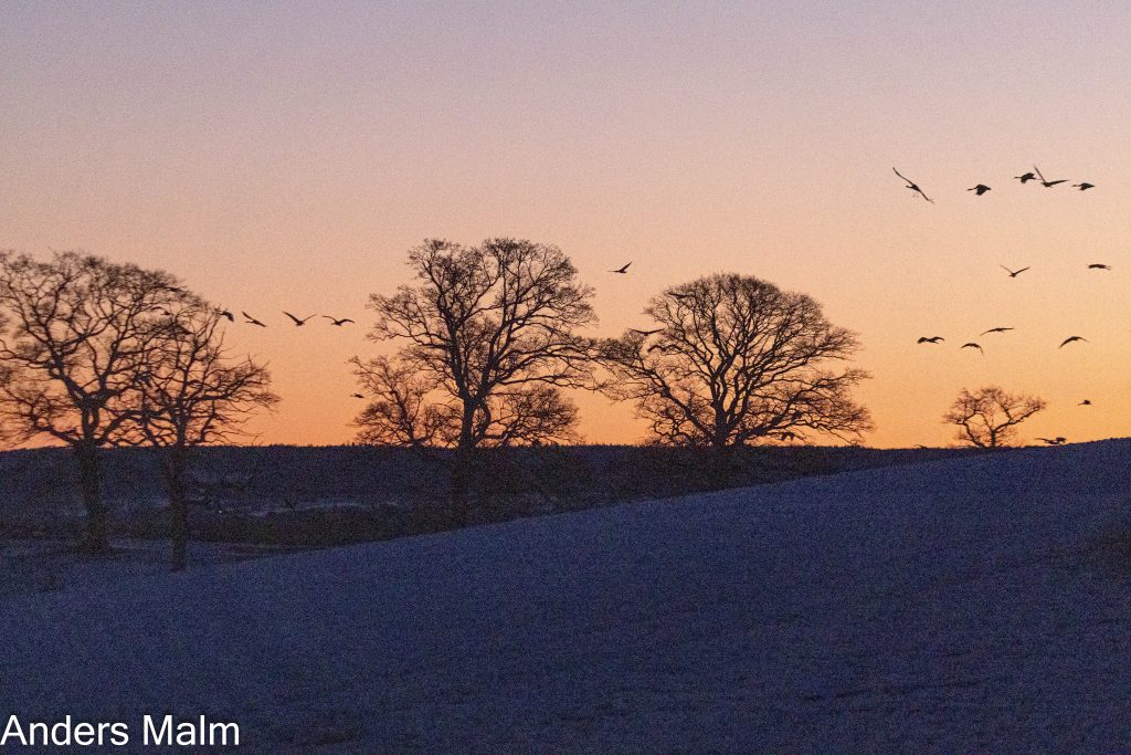 _C4A4607-Förbättrad