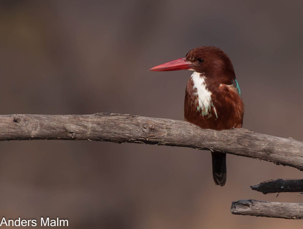 _MG_2278-Redigera-Redigera-Redigera